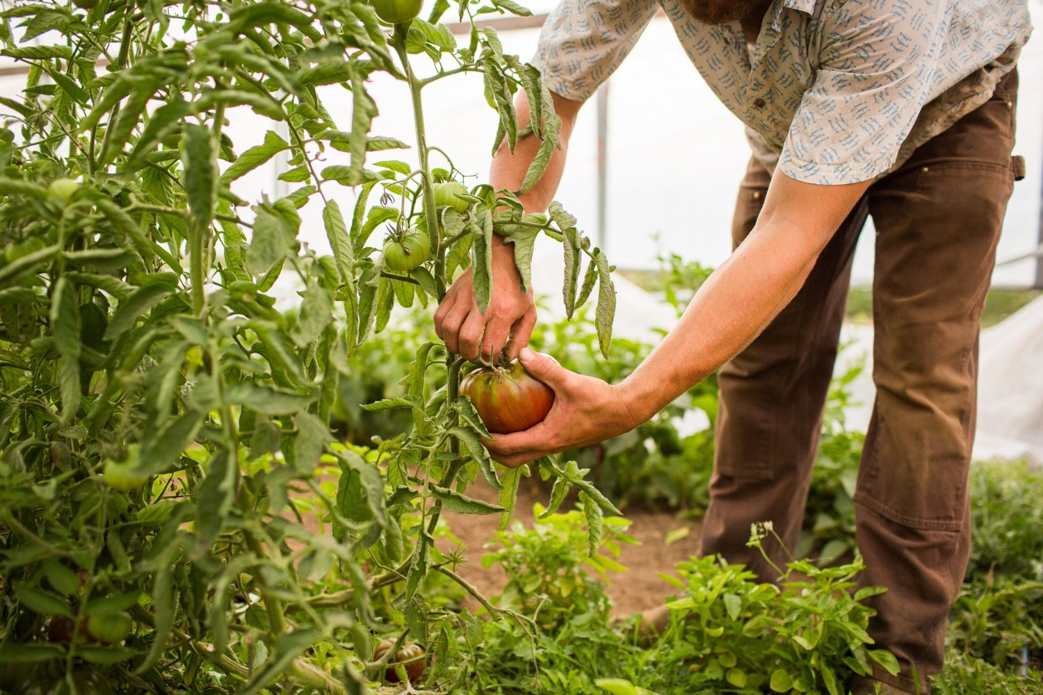 Jebagro_eng – agros-cropscience.com